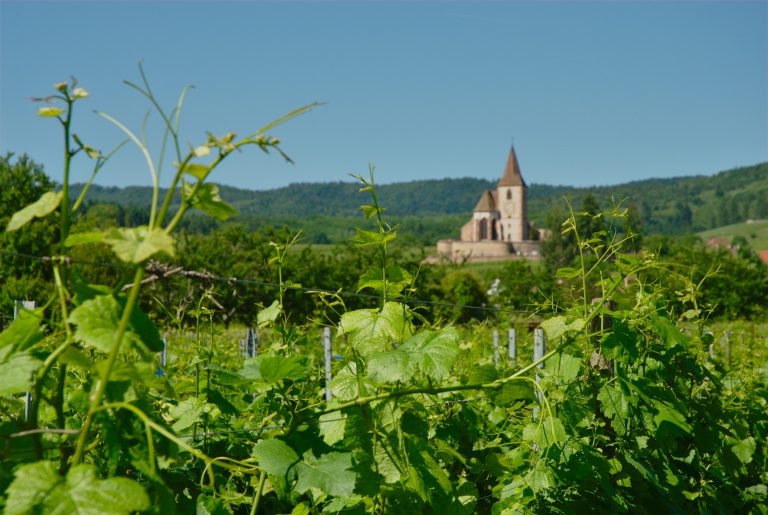 Hunawihr Wijngaarden 01 768x515