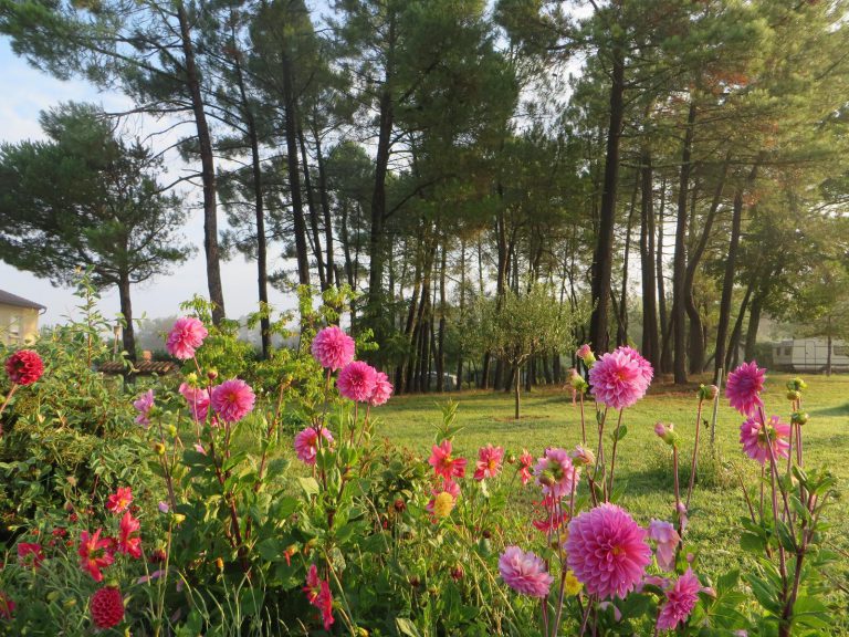 Camping La Rouviere Les Pins Ardeche staanplaats 768x576